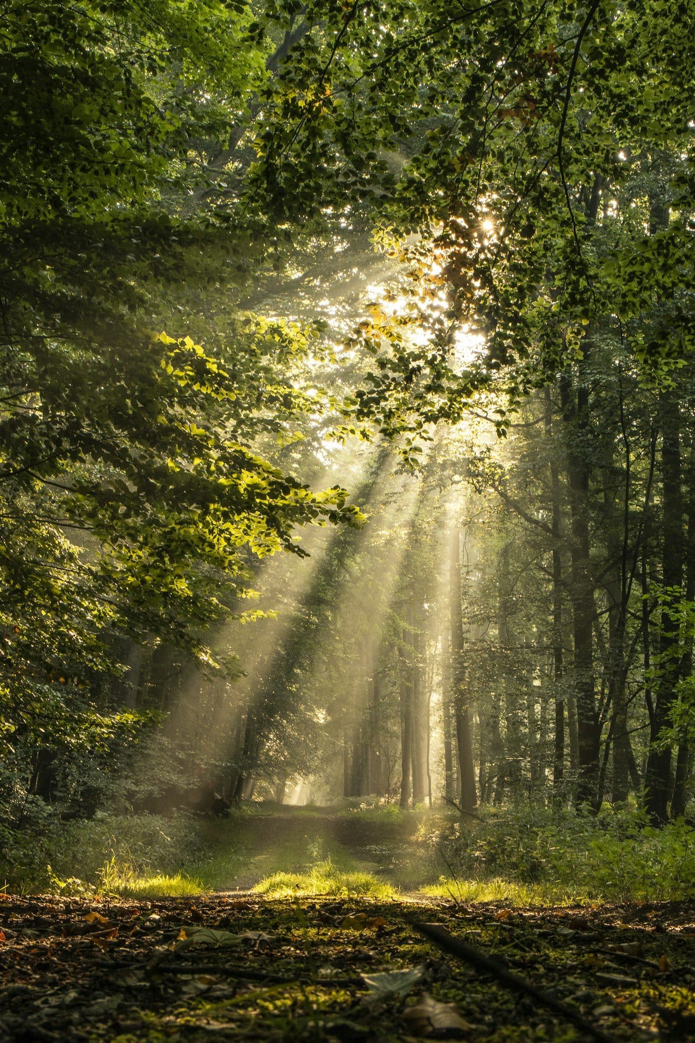 What Is an EMDR Intensive? A Faster Path to Trauma Healing